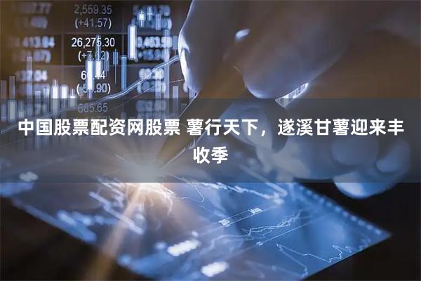 中国股票配资网股票 薯行天下，遂溪甘薯迎来丰收季